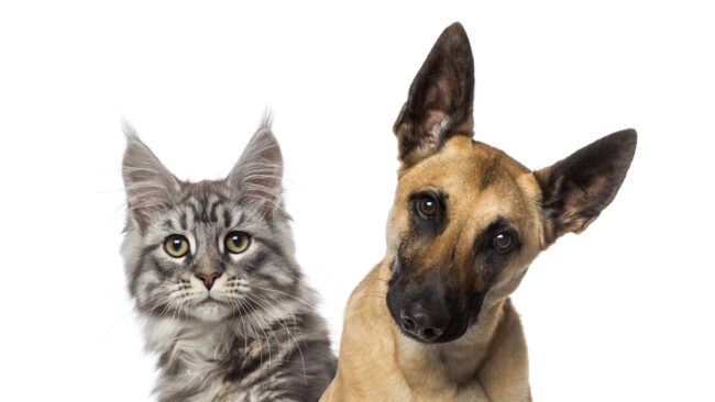 Kiskedvencek védelme: Bolygóbarát kutya-, macskajáték (Fotó: Freepik)