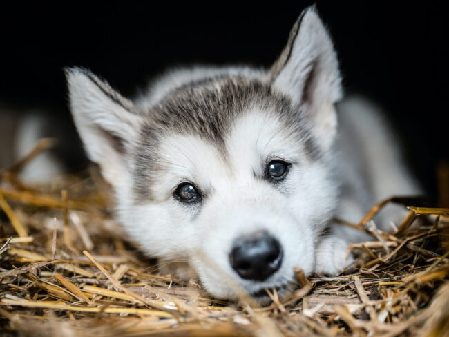 Malamut a kutyaházban (Fotó: Freepik)