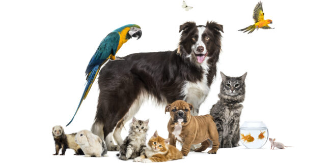 A felelős állattartás a választásnál kezdődik (Fotó: Freepik)