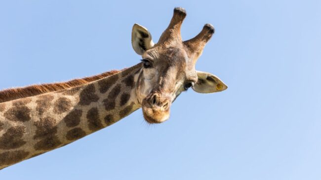 A nagy belmagasság egy zsiráfot is "kiszolgál" (Fotó: Freepik)